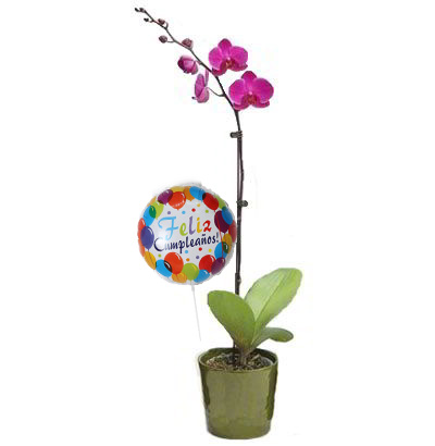 NCU6 Planta de Orquídea