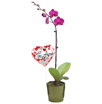 NA13 Planta de Orquídea