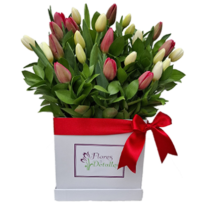 A43 Box con 25 Tulipanes