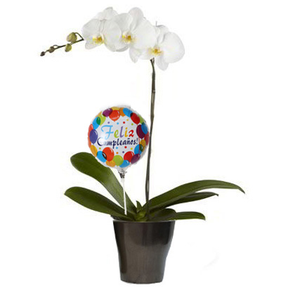 NCU7 Planta de Orquídea