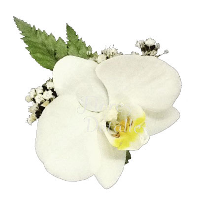 Orquídea Natural Blanca