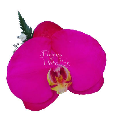 Orquídea Natural Fucsia