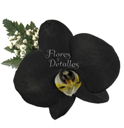 Orquídea Natural Negra