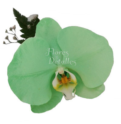 Orquídea Natural Verde Jade