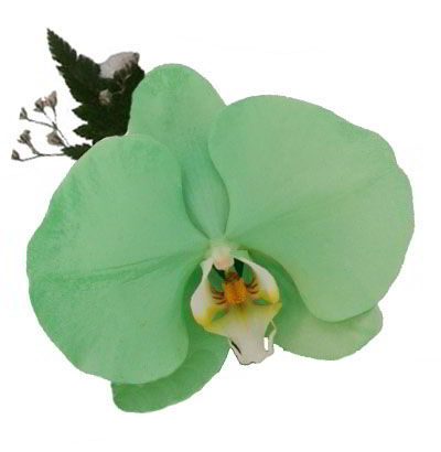 Orquídea Verde Jade | Flores y Detalles