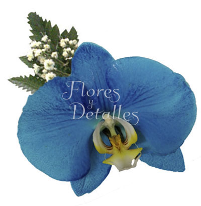 Orquídea Natural Azul