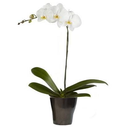 MA Planta de Orquídea Phalaenopsis