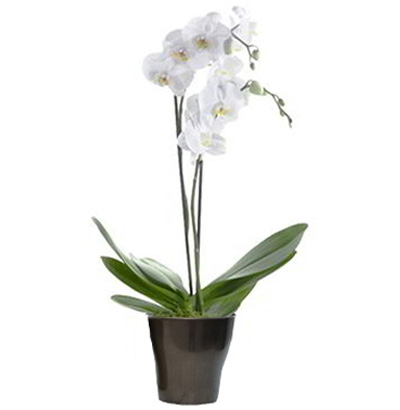 MA Planta de Orquídea Phalaenopsis 