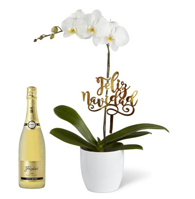 Planta de Orquídea