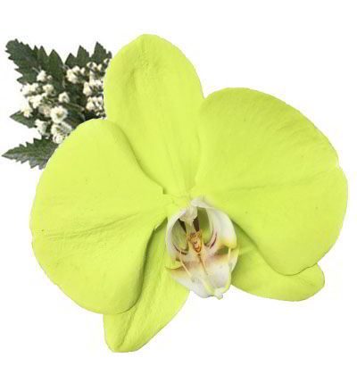 Orquídea Verde Limón | Flores y Detalles